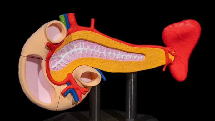 Pancreas_Anatomical_Model_1_3c5766dd2d.webp