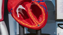 Heart_Anatomical_Model_2_Photoroom_a3f1ae7acc.webp