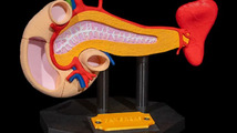 Pancreas_Anatomical_Model_1_3c5766dd2d.webp